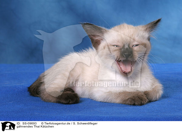 ghnendes Thai Ktzchen / yawning Thai kitten / SS-09693