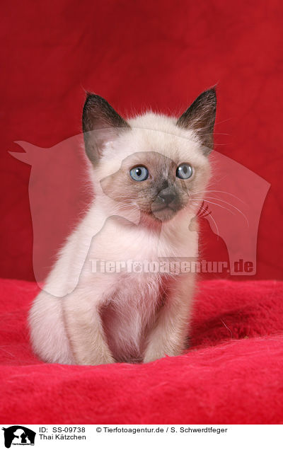 Thai Ktzchen / Thai Kitten / SS-09738