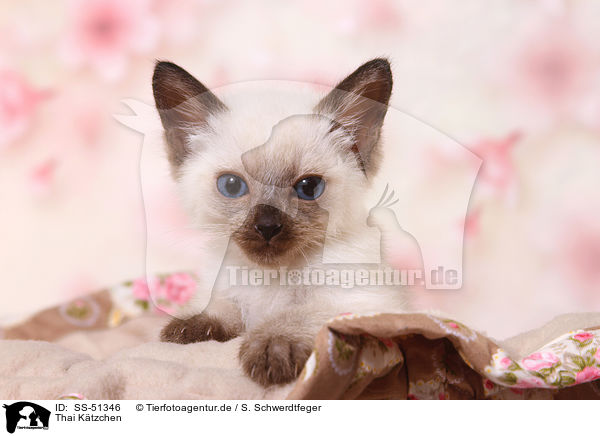 Thai Ktzchen / Thai Kitten / SS-51346