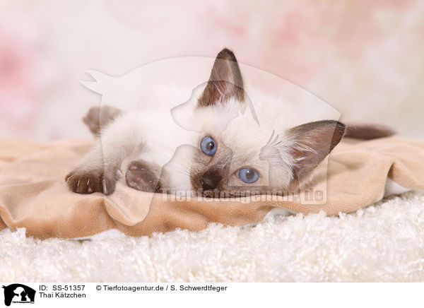 Thai Ktzchen / Thai Kitten / SS-51357