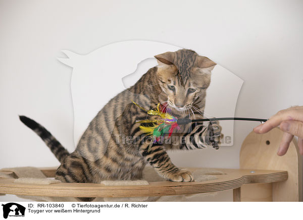 Toyger vor weiem Hintergrund / Toyger in front of white background / RR-103840