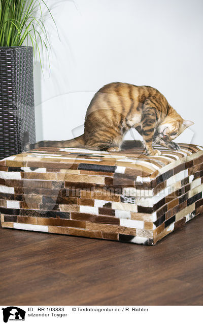 sitzender Toyger / sitting Toyger / RR-103883