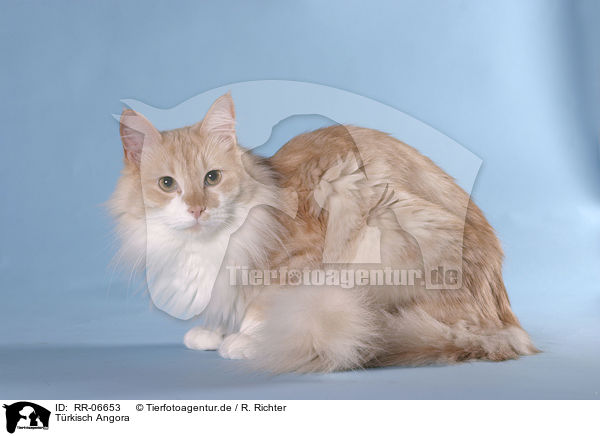 Trkisch Angora / Angora cat / RR-06653