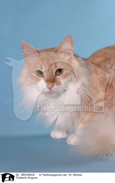 Trkisch Angora / Angora cat / RR-06654