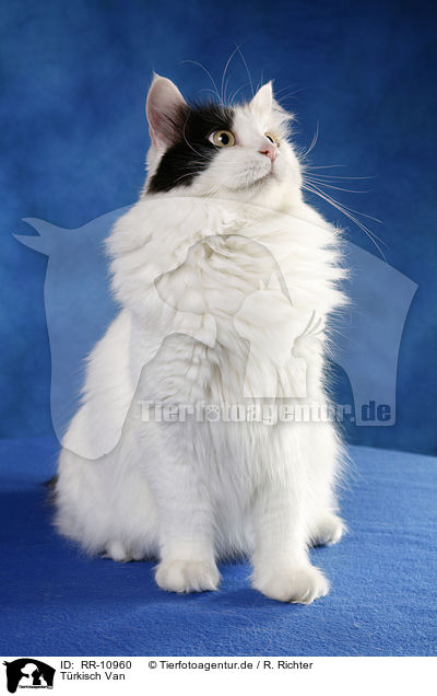 Trkisch Van / Turkish van / RR-10960