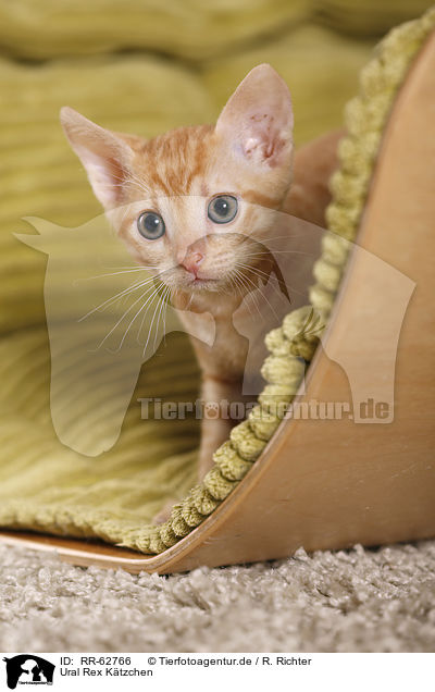 Ural Rex Ktzchen / Ural Rex Kitten / RR-62766