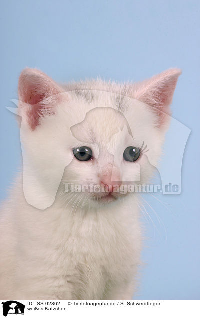 weies Ktzchen / white kitty / SS-02862