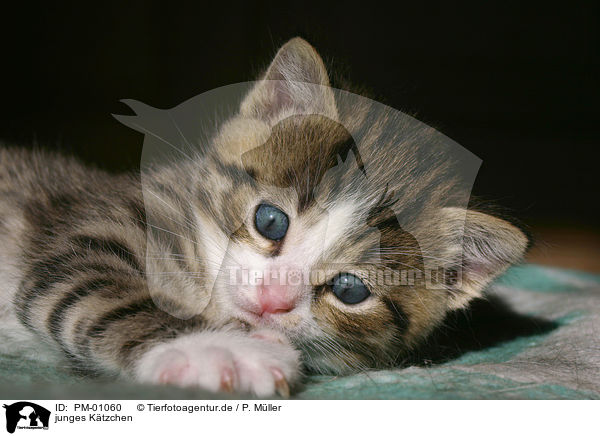 junges Ktzchen / young kitten / PM-01060