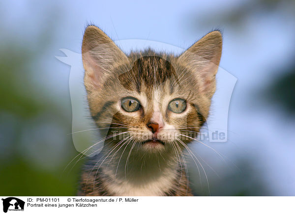 Portrait eines jungen Ktzchen / kitten Portrait / PM-01101