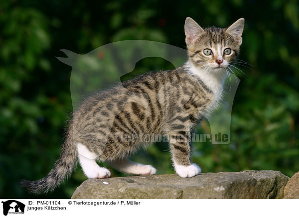 junges Ktzchen / young kitten / PM-01104