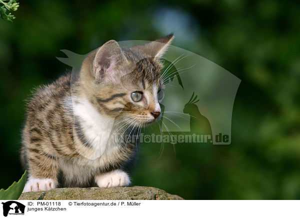 junges Ktzchen / young kitten / PM-01118