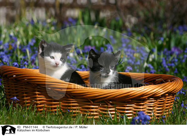 Ktzchen im Krbchen / Kitten in basket / PM-01144