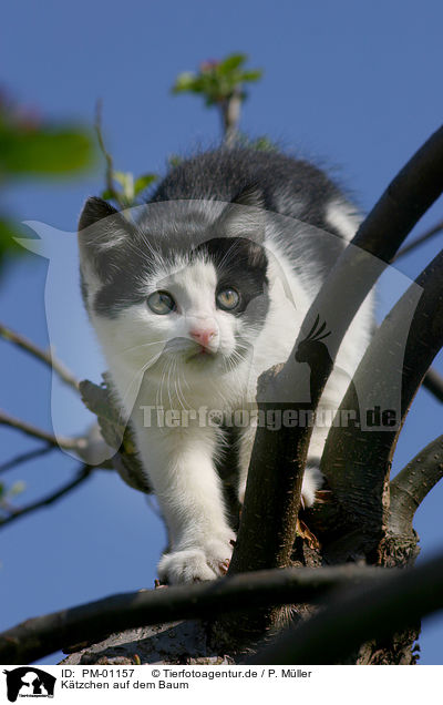 Ktzchen auf dem Baum / kitten on a tree / PM-01157