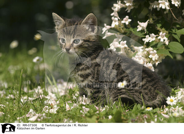 Ktzchen im Garten / kitten in the garden / RR-07306