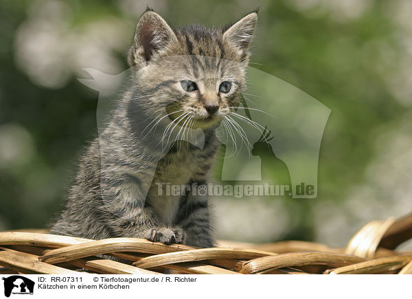 Ktzchen in einem Krbchen / kitten in a basket / RR-07311