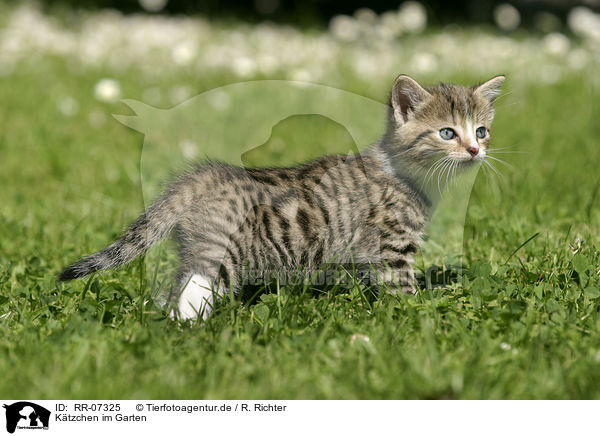 Ktzchen im Garten / kitten in the garden / RR-07325