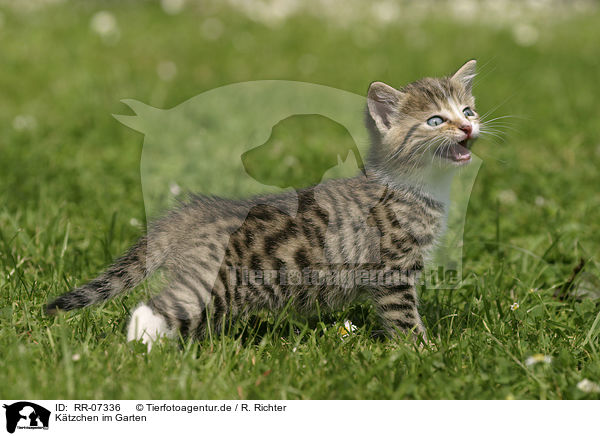 Ktzchen im Garten / kitten in the garden / RR-07336