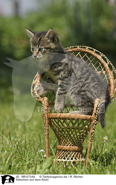 Ktzchen auf dem Stuhl / kitten on a chair / RR-07349