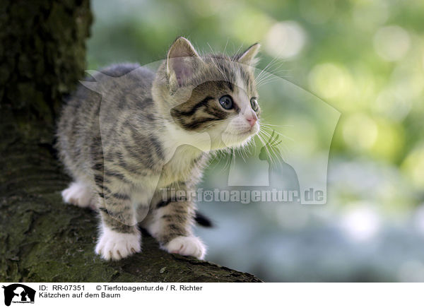 Ktzchen auf dem Baum / kitten on the tree / RR-07351