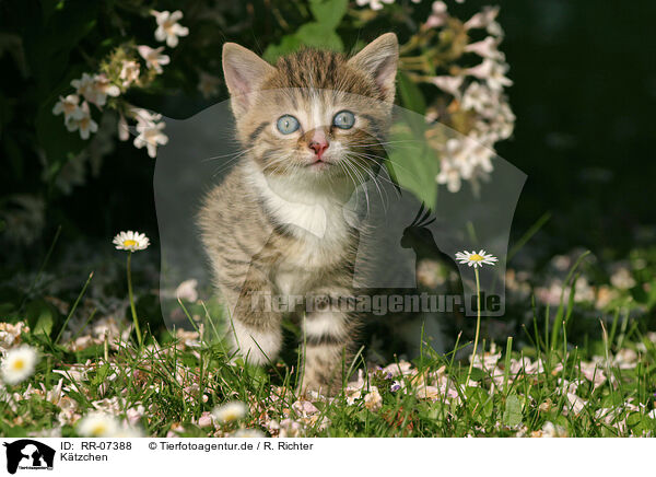 Ktzchen / kitten / RR-07388