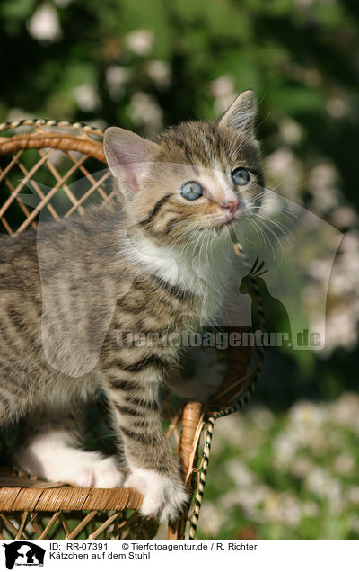 Ktzchen auf dem Stuhl / kitten on chair / RR-07391