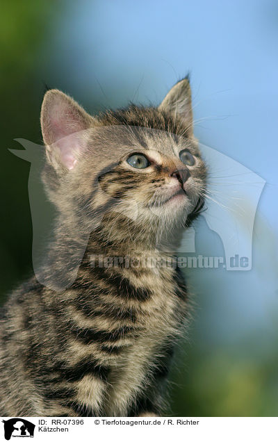 Ktzchen / kitten / RR-07396