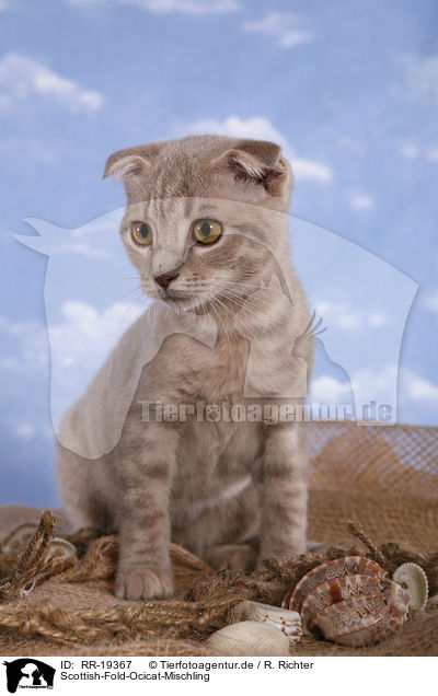 Scottish-Fold-Ocicat-Mischling / Scottish-Fold-Ocicat crossbreed / RR-19367