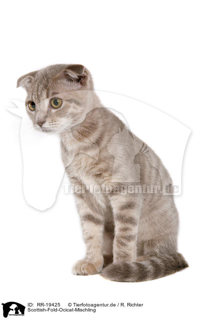 Scottish-Fold-Ocicat-Mischling / Scottish-Fold-Ocicat crossbreed / RR-19425