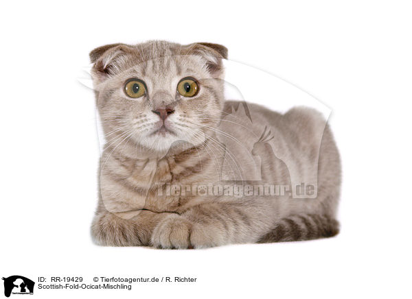 Scottish-Fold-Ocicat-Mischling / Scottish-Fold-Ocicat crossbreed / RR-19429