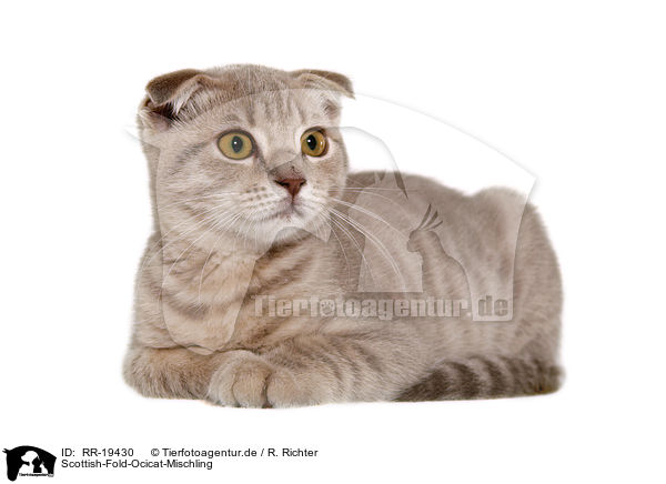 Scottish-Fold-Ocicat-Mischling / Scottish-Fold-Ocicat crossbreed / RR-19430