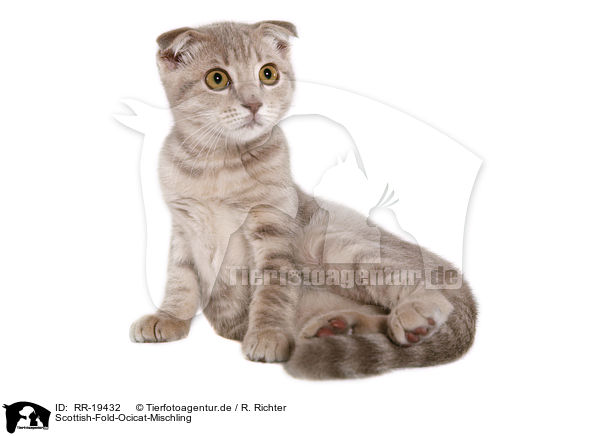 Scottish-Fold-Ocicat-Mischling / Scottish-Fold-Ocicat crossbreed / RR-19432