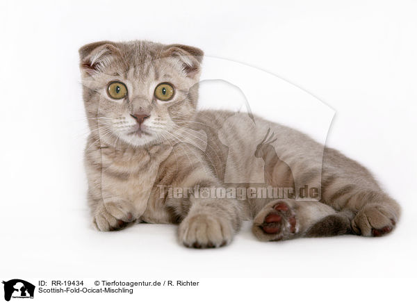 Scottish-Fold-Ocicat-Mischling / Scottish-Fold-Ocicat crossbreed / RR-19434