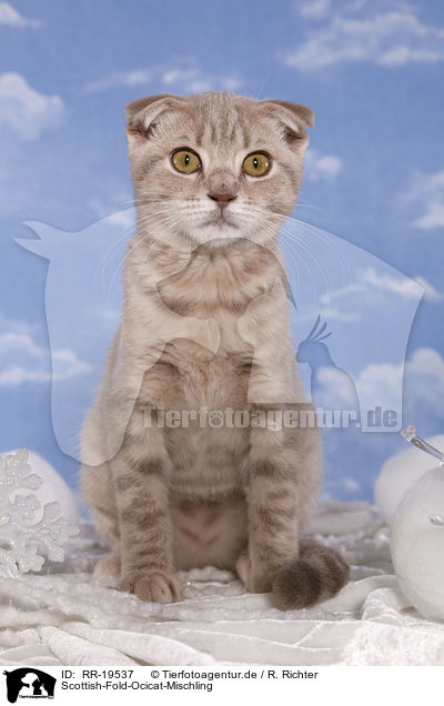 Scottish-Fold-Ocicat-Mischling / Scottish-Fold-Ocicat crossbreed / RR-19537