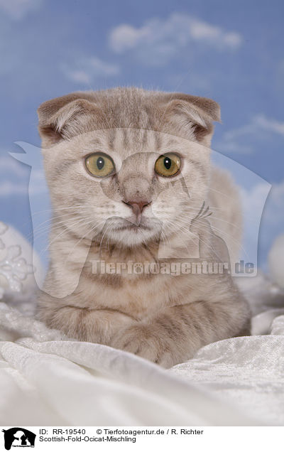 Scottish-Fold-Ocicat-Mischling / Scottish-Fold-Ocicat crossbreed / RR-19540