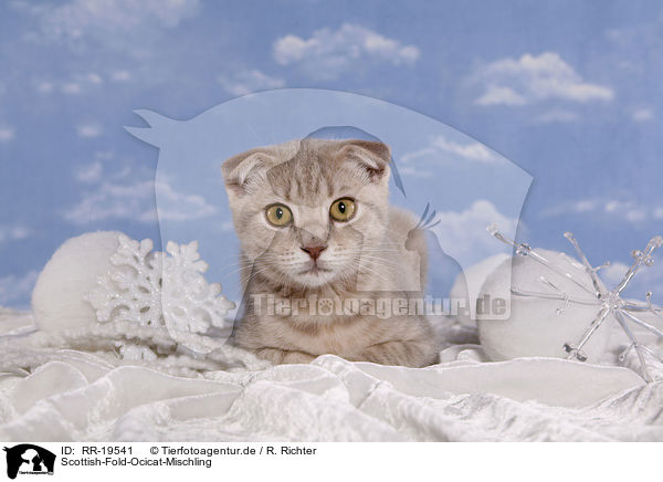 Scottish-Fold-Ocicat-Mischling / Scottish-Fold-Ocicat crossbreed / RR-19541