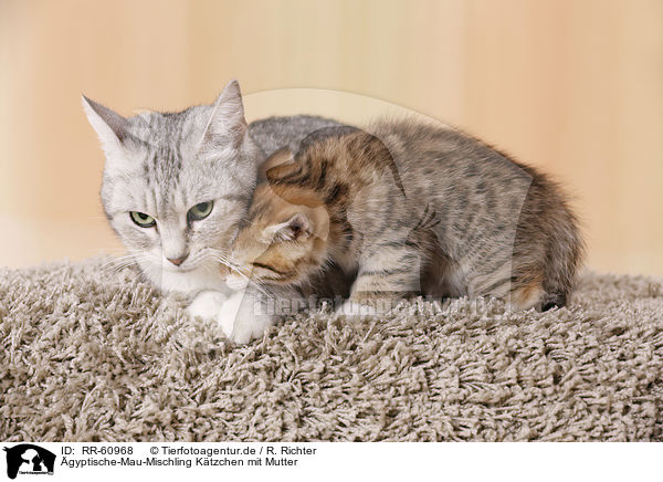 gyptische-Mau-Mischling Ktzchen mit Mutter / Egyptian-Mau-crossbreed kitten with mother / RR-60968