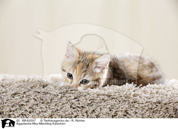 gyptische-Mau-Mischling Ktzchen / Egyptian-Mau-crossbreed kitten / RR-62007