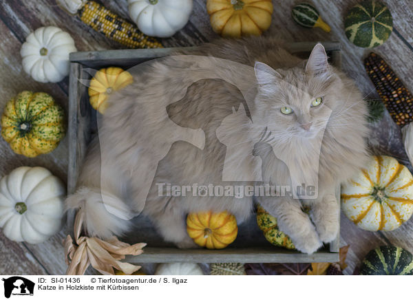 Katze in Holzkiste mit Krbissen / Cat in wooden box with pumpkins / SI-01436