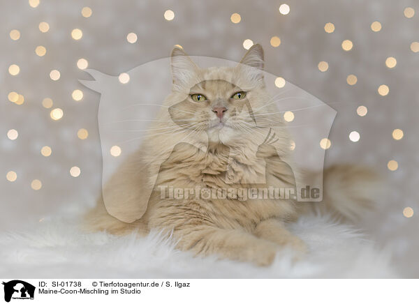 Maine-Coon-Mischling im Studio / SI-01738