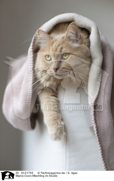 Maine-Coon-Mischling im Studio / Maine-Coon-Cross in the studio / SI-01755