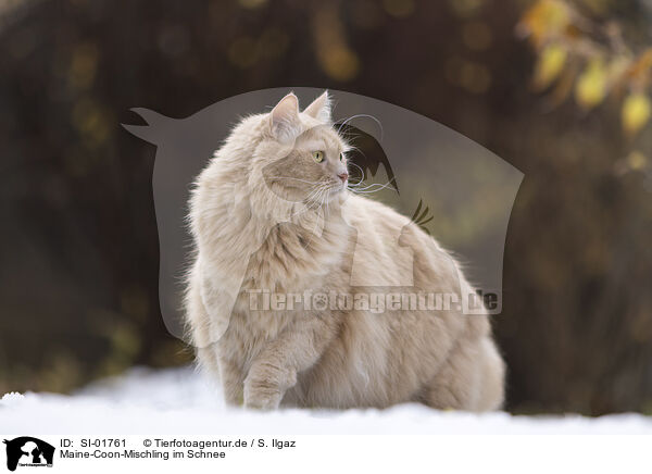 Maine-Coon-Mischling im Schnee / Maine-Coon-Cross in the snow / SI-01761