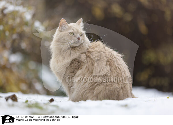 Maine-Coon-Mischling im Schnee / Maine-Coon-Cross in the snow / SI-01762