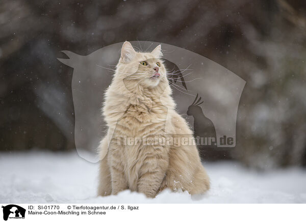 Maine-Coon-Mischling im Schnee / Maine-Coon-Cross in the snow / SI-01770