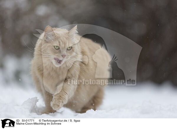 Maine-Coon-Mischling im Schnee / Maine-Coon-Cross in the snow / SI-01771