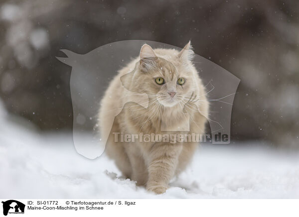 Maine-Coon-Mischling im Schnee / Maine-Coon-Cross in the snow / SI-01772