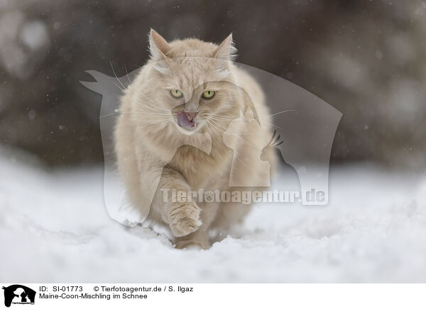 Maine-Coon-Mischling im Schnee / Maine-Coon-Cross in the snow / SI-01773