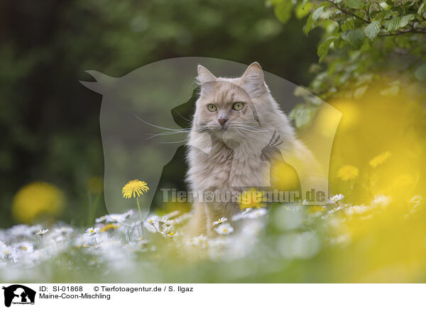 Maine-Coon-Mischling / SI-01868