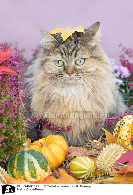 Maine-Coon-Perser / KAB-01399