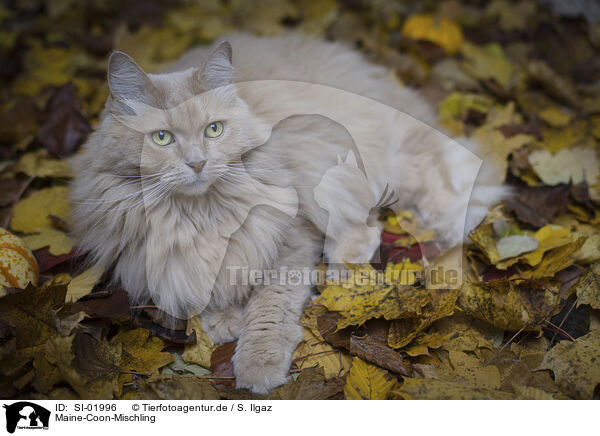 Maine-Coon-Mischling / SI-01996