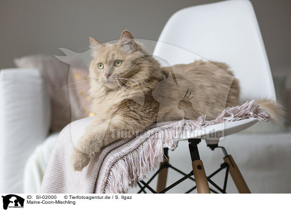 Maine-Coon-Mischling / SI-02000